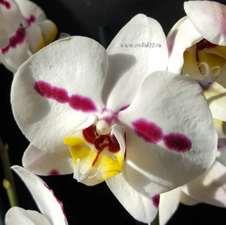 Келлион орхидея фото Орхидея Phalaenopsis Clementine (отцвел)