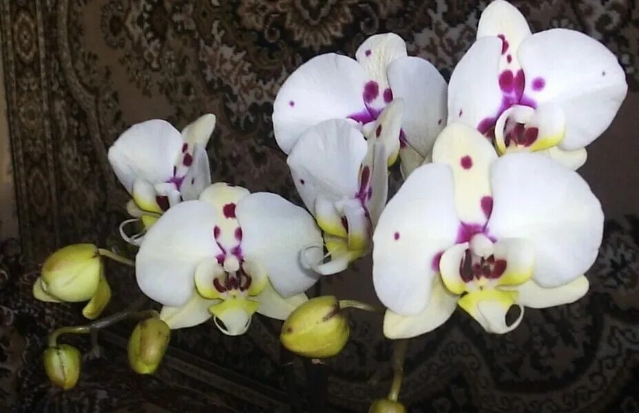 Келлион орхидея фото Орхидея келлион: прикольные и загадочные фото