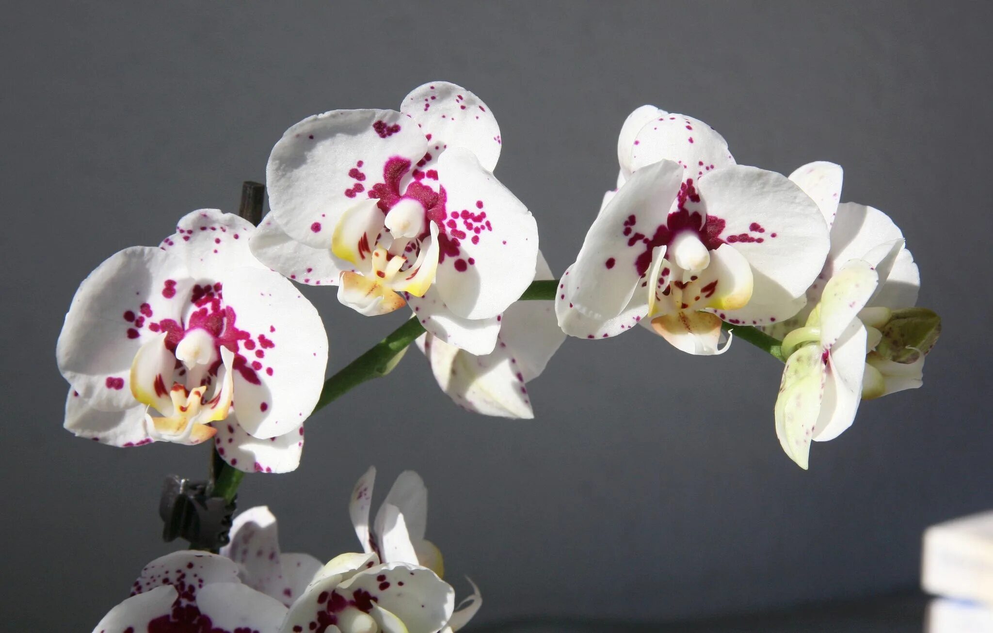 Келлион орхидея фото Phalaenopsis Hybride weiß gefleckt Beautiful flowers garden, Flowers, Beautiful 