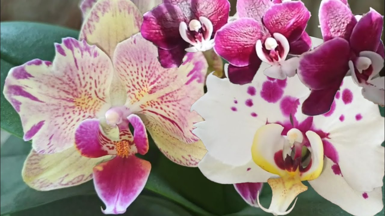 Келлион орхидея фото Чудные орхушки, любимчики Phalaenopsis Kaoda Twinkle и Pirate Picotee, Келлион (