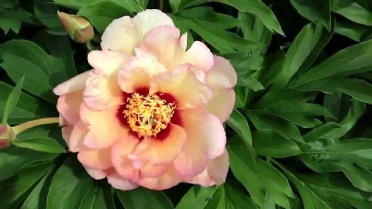 Келлис мемори пион фото Peony Callies Memory (Itoh Hybrid) - www.peonyshop.com - YouTube