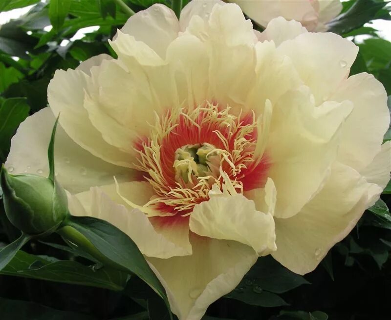 Келлис мемори пион фото Peonies Varieties - Callie's Memory