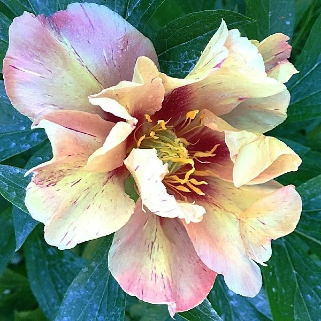 Келлис мемори пион фото Ито-пион Келлис Мемори, или Келлиз Мемори - Itoh Hybrids Paeonia Callies Memory