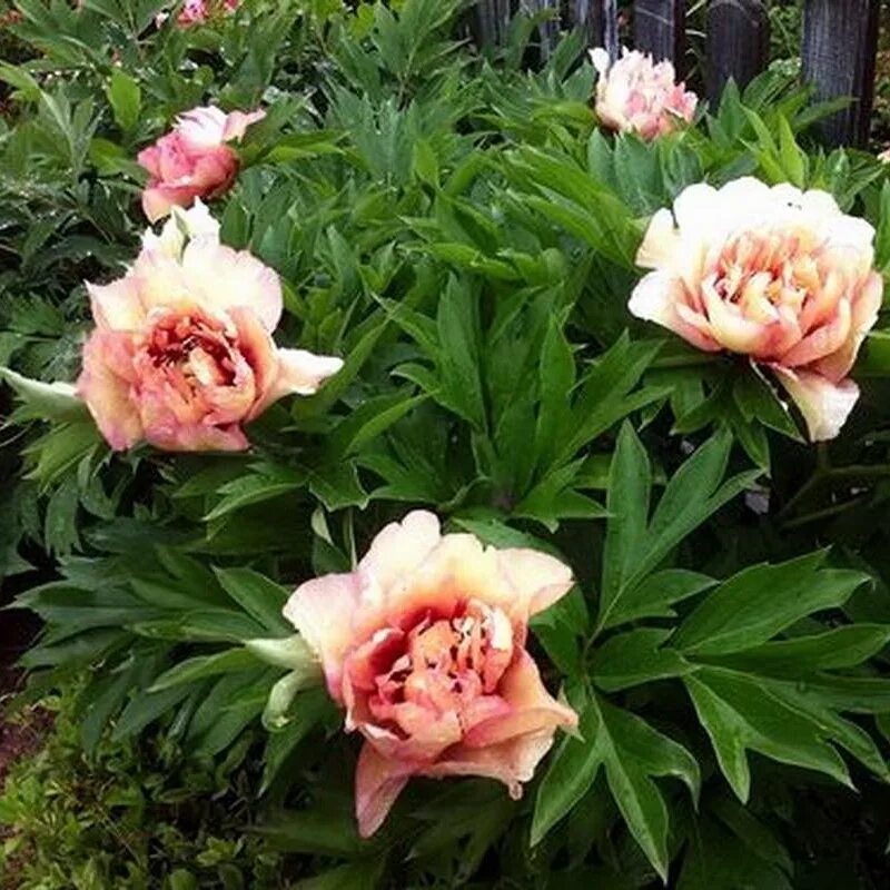Келлис мемори пион фото Пион ИТО гибрид/Paeonia Itoh-hybrid - Пион/Paeonia - Садовый центр ЛЕТО