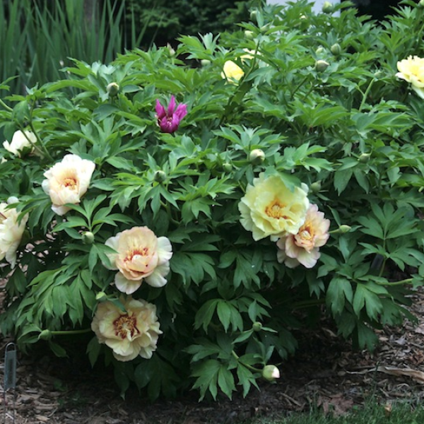 Келлис мемори пион фото Paeonia Callie's Memory - Питомник Хуторок