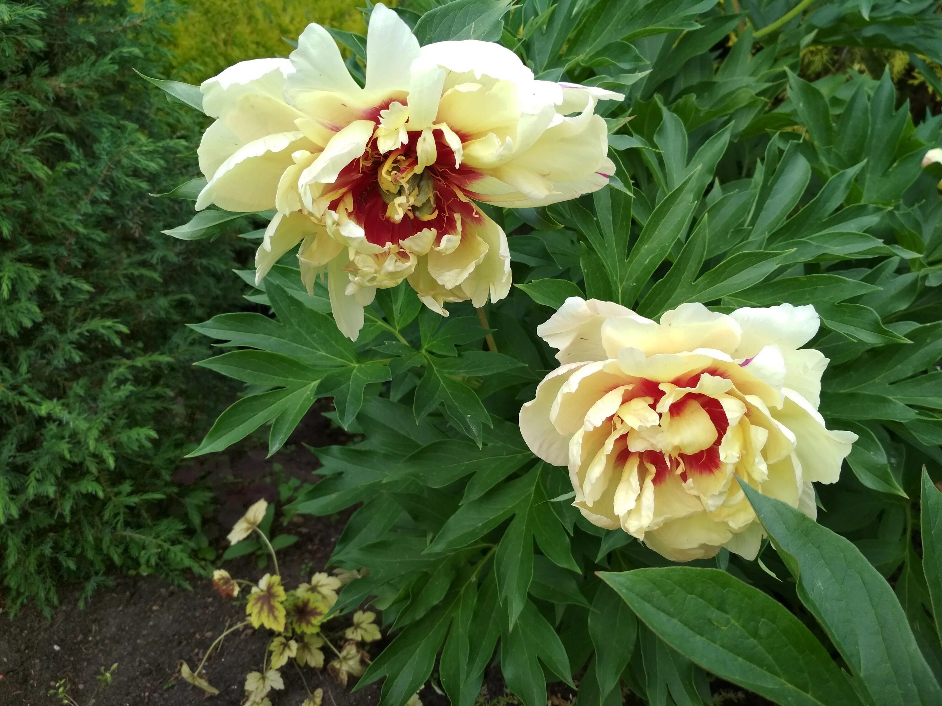 Келлис мемори пион фото Paeonia ITOH 'Callie‘s Memory' - Садовые ноты