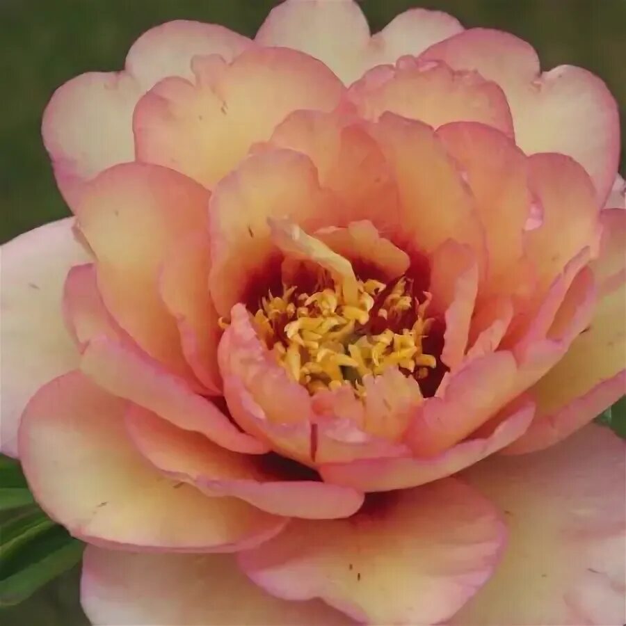 Келлис мемори пион фото Купить Пион ИТО Callies Memory - Пион - GardenPlants