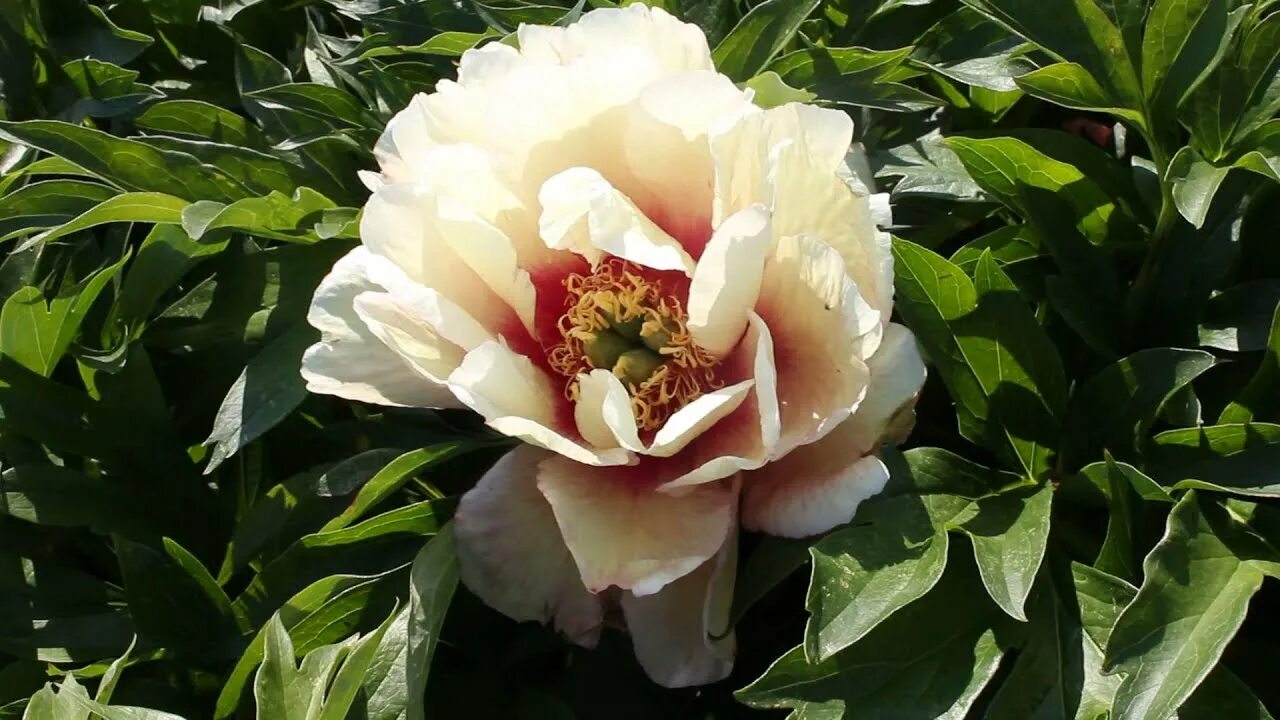 Келлис мемори пион фото Callies Memory R2 Flowers BV Peonies - YouTube