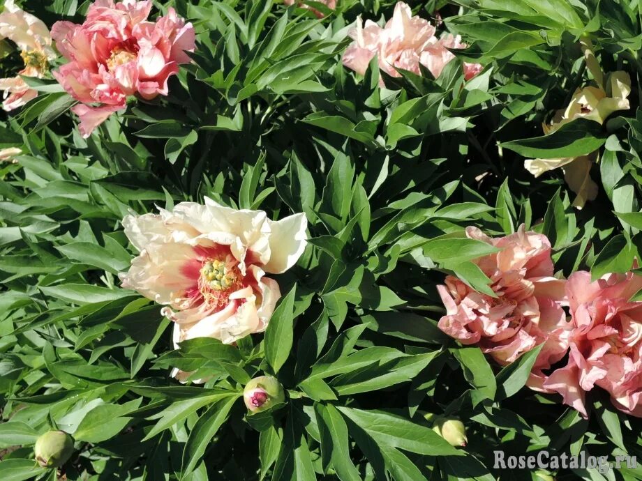 Келлис мемори пион фото ПИОН ИТО-ГИБРИД КЭЛЛИС МЕМОРИ Callie's Memory - RoseCatalog.ru
