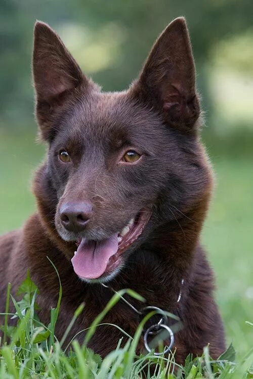 Келпи собака фото Australian Kelpie - Dog Breed Information Australian kelpie dog, Dog breeds, Eve