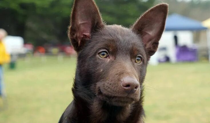 Келпи собака фото Résultat de recherche d'images pour "KELPIE" Chien