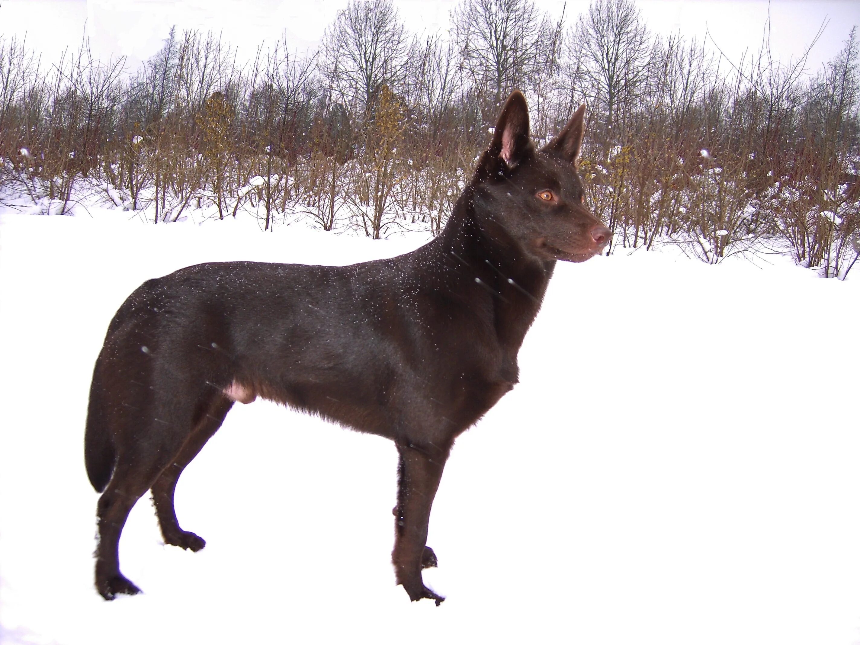 Келпи собака фото File:Australian Kelpie- Yirr-ma Bashyr of the Two Chestnuts.jpg - Wikipedia