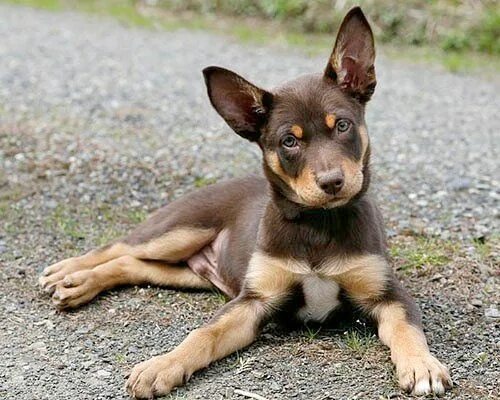 Келпи собака фото Australian Kelpie pup. Aww! Australian kelpie dog, Dog breeds, Australian sheep 
