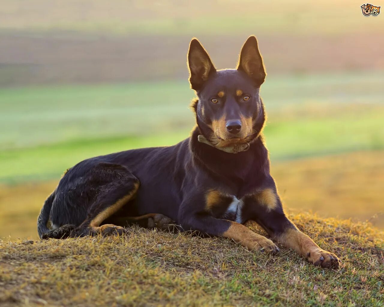 Келпи собака фото Choose Beautiful #Puppy Toys for your lovely Australian Kelpie Dog breeds, Dog l