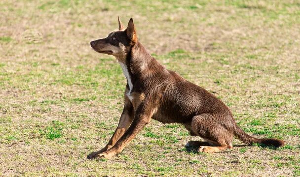 Келпи собака фото Kelpie Images - Browse 60 Stock Photos, Vectors, and Video Adobe Stock