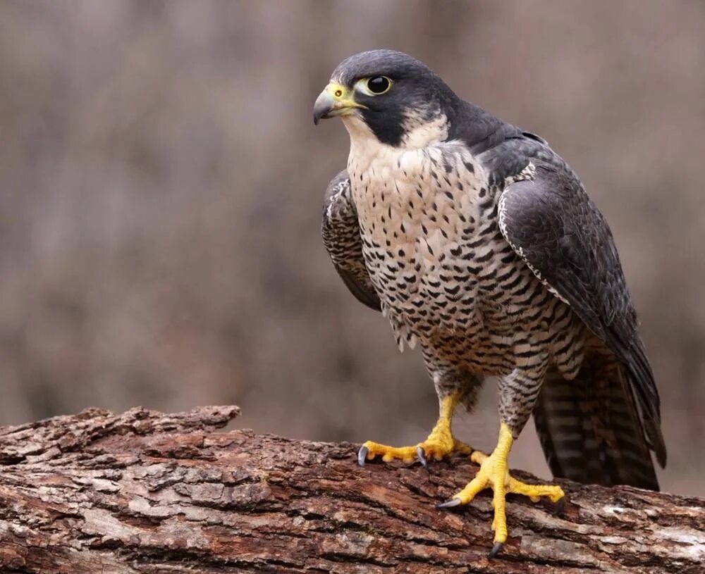 Кемерово сокол фото Meet Vancouver’s city bird for 2016: Peregrine falcon Georgia Straight Vancouver