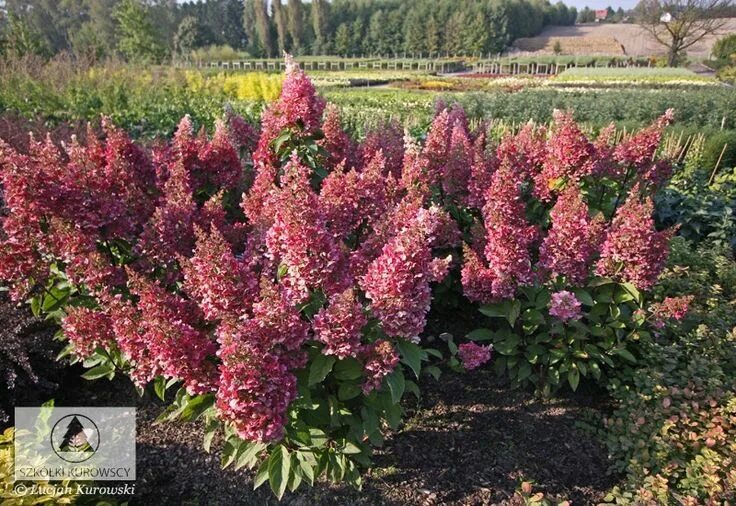 Кенделайт гортензия метельчатая описание и фото Hydrangea paniculata 'Candlelight' - Hortensja bukietowa 'Candlelight' - Szkółki