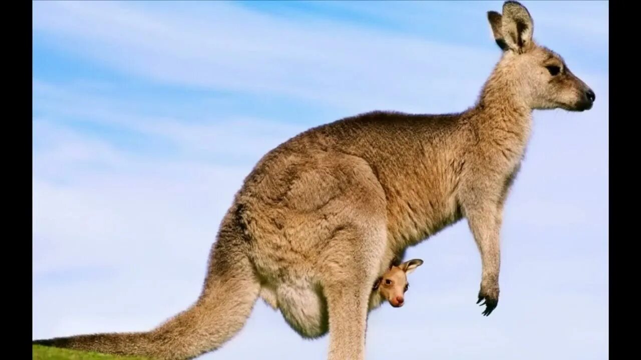 Кенгуру с кенгуренком в сумке фото Cute kangaroos with babies - YouTube