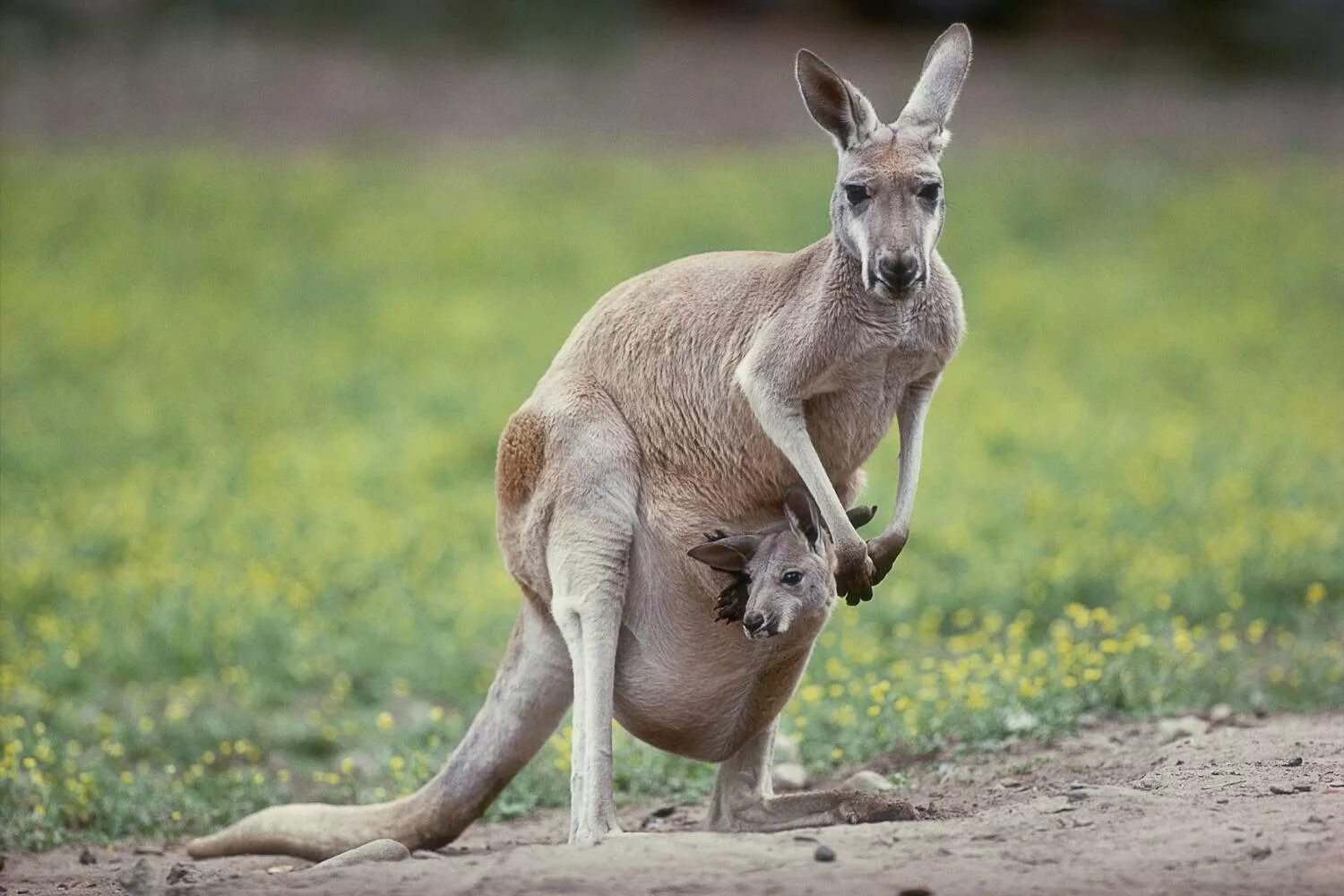 Кенгуру с кенгуренком в сумке фото Kangaroo: Habitat, Behavior, and Diet