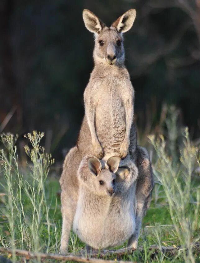 Кенгуру с кенгуренком в сумке фото Fascinating Moms in the Animal Kingdom