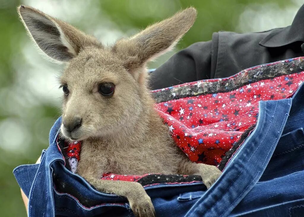 Кенгуру с кенгуренком в сумке фото cute baby kangaroo http://ift.tt/2kXcJG4 Kangaroo