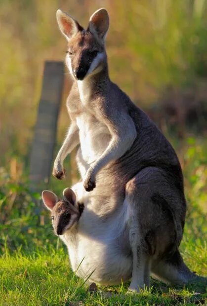 Кенгуру с кенгуренком в сумке фото Pin by Dana Fricke on Nature Bits Kangaroo, Cute animals, Animals beautiful
