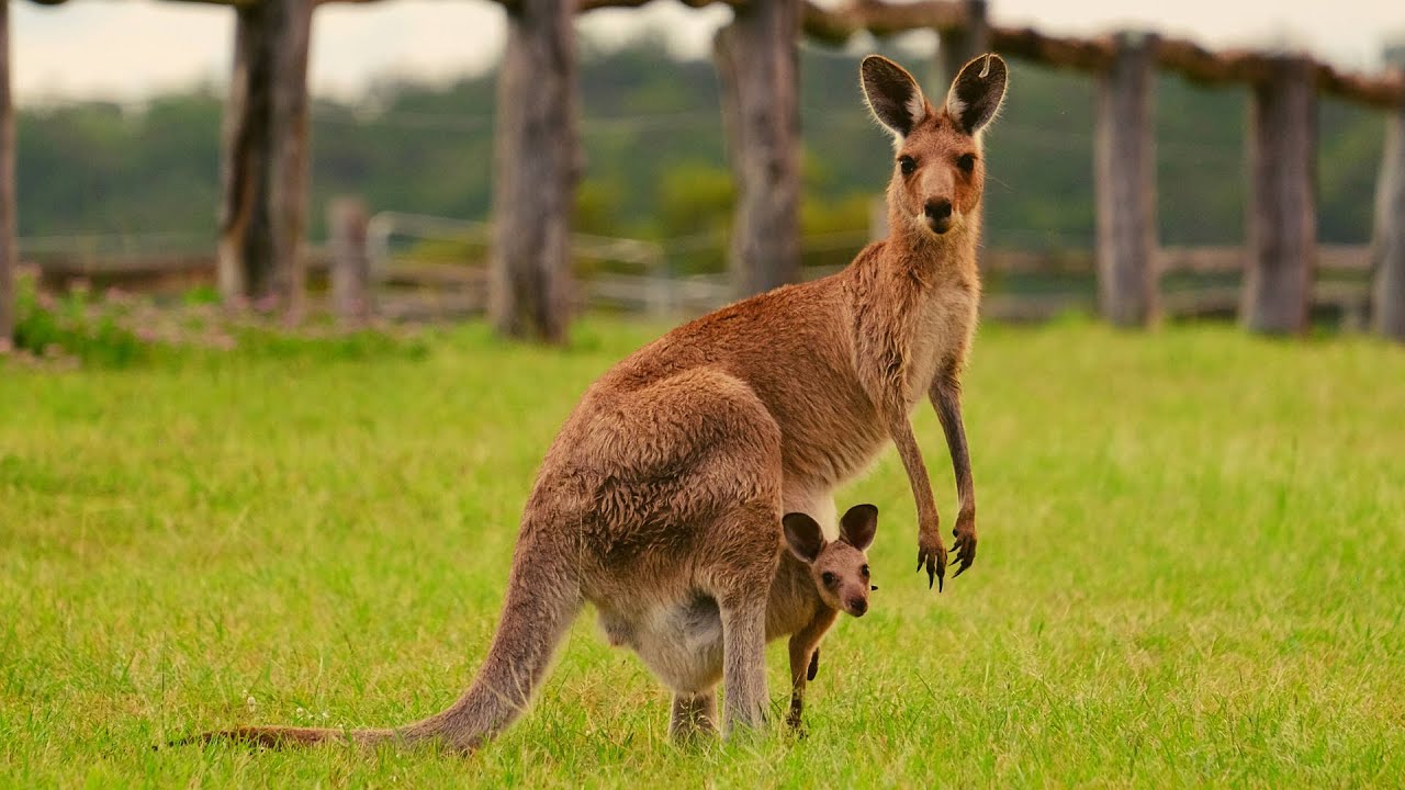 Кенгуру с кенгуренком в сумке фото Kangaroo, The Kangaroo is the World's Largest Hopping Animal. #kangaroo #animals
