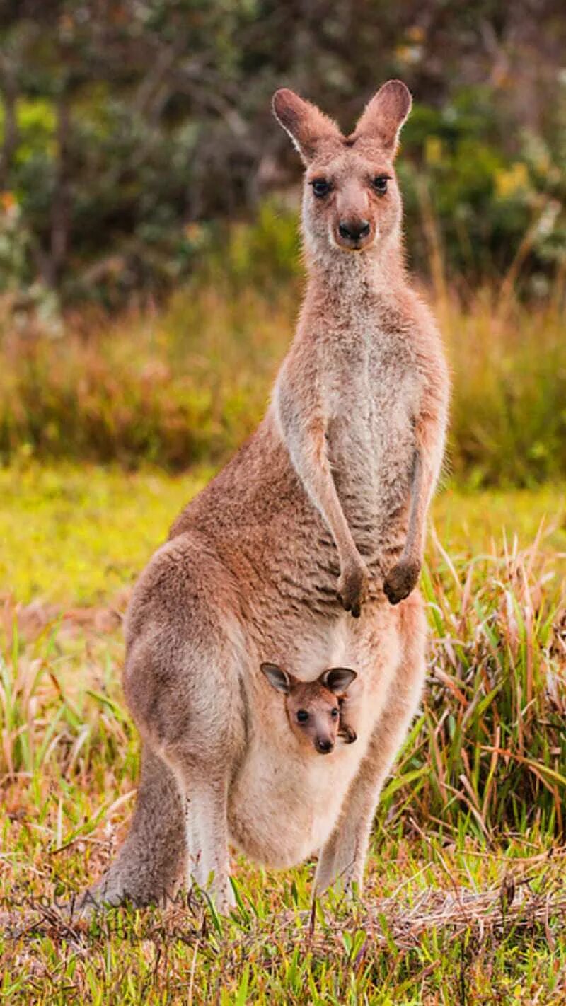 Кенгуру с кенгуренком в сумке фото Kangaroo Wallpaper - KoLPaPer - Awesome Free HD Wallpapers