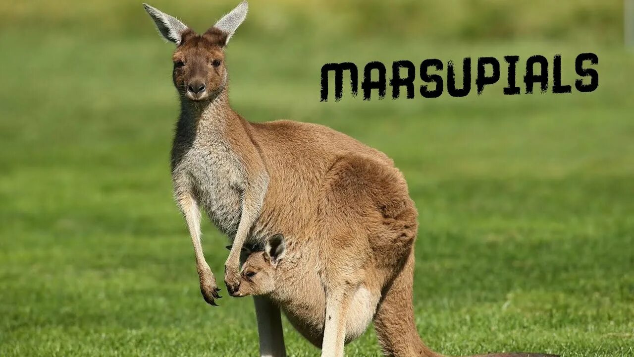 Кенгуру с кенгуренком в сумке фото Symbol of Australia: Kangaroo - the largest jumping animal in the world - YouTub