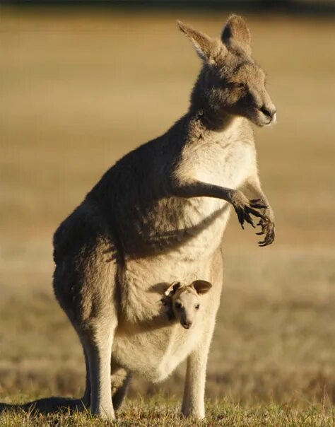 Кенгуру с кенгуренком в сумке фото Female kangaroos at Natasha's request. How to distinguish female kangaroos from 