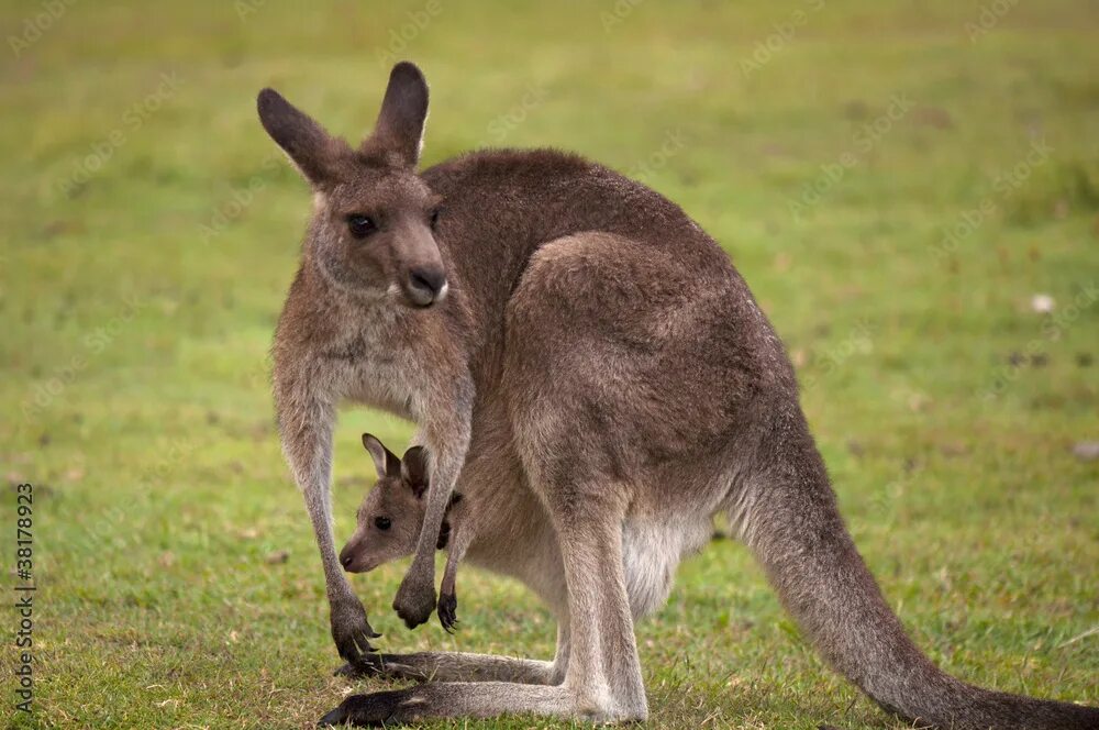 Кенгуру с кенгуренком в сумке фото Kangaroo Female with Baby Joey in Pouch Фотографія Stock Adobe Stock
