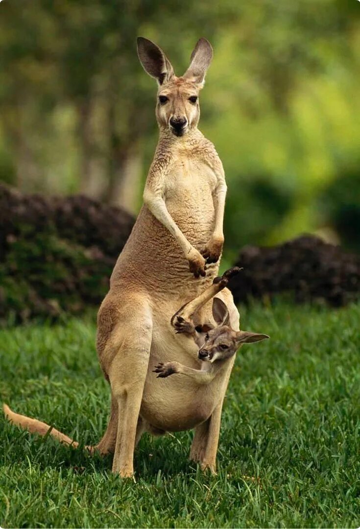 Кенгуру с кенгуренком в сумке фото Female red kangaroo with her baby in the pouch. Red kangaroo, Animals beautiful,