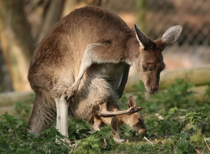 Кенгуру с кенгуренком в сумке фото KANGAROO WITH JOEY (Kangoeroe met baby) Kangoeroe, Suikereekhoorn, Tasmaanse dui