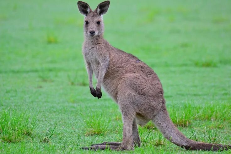Кенгуру с кенгуренком в сумке фото Kangaroos live in Eastern Australia. They live in small groups called troops or 