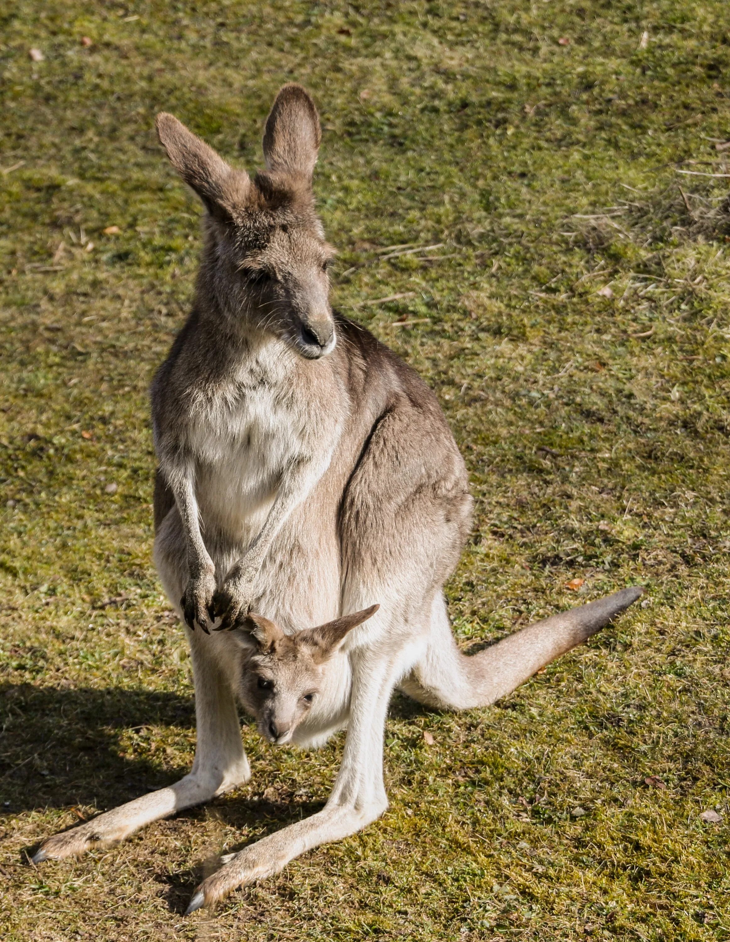 Кенгуру с кенгуренком в сумке фото Free Images : wildlife, zoo, bag, mammal, fauna, kangaroo, wallaby, donkey, aust