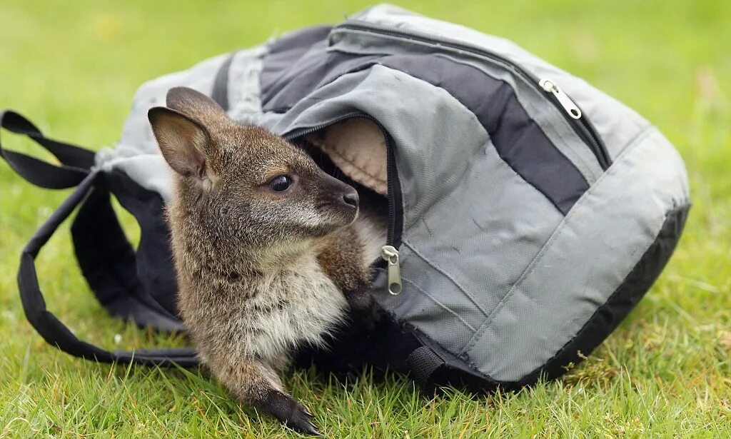 Кенгуру с малышом в сумке фото Abandoned baby wallaby kept alive in an Argos backpack