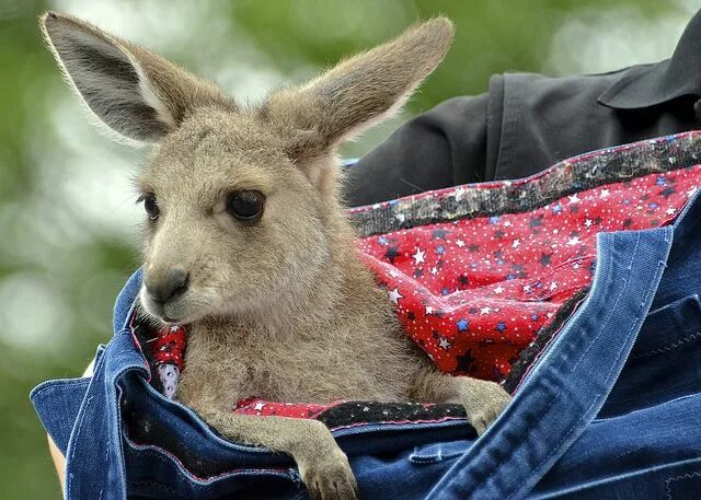 Кенгуру с малышом в сумке фото Baby kangaroo rides in a different kind of pouch. Cute! Baby Kangaroo by Berkeha