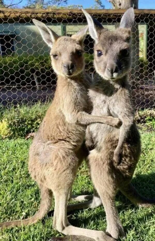 Кенгуру смешные фото Get Ready For Funny Animals - Part 160 Funny animal photos, Australia animals, A