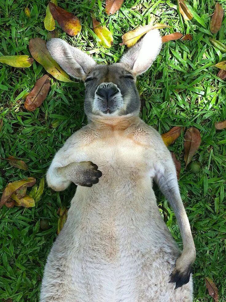 Кенгуру смешные фото Kangaroo having a sleep in the grass. Cute animals, Cute baby animals, Animals b