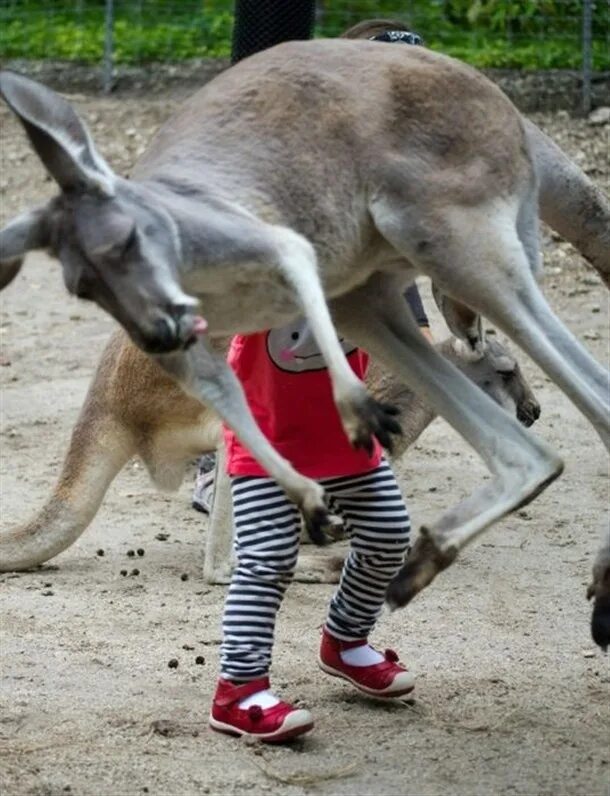Кенгуру смешные фото Please, no children in the Kangaroo mosh-pit. Haha Zoo pictures, Funny pictures,