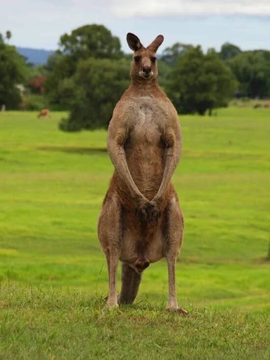 Кенгуру смешные фото And next time you see a kangaroo... Australia animals, Australian native animals