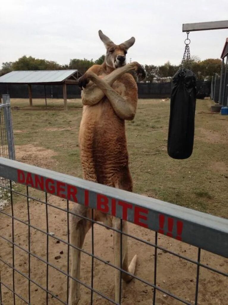 Кенгуру смешные фото Kangaroo doesn't like your wandering eyes - Imgur