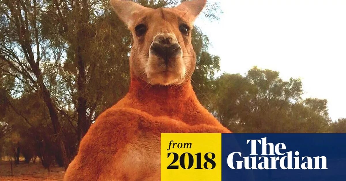 Кенгуру смешные фото Remembering Roger the ripped kangaroo - video obituary Animals The Guardian