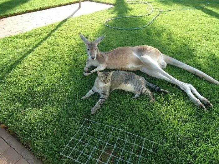 Кенгуру смешные фото Pin by Janice Ervin on Animal Unlikely animal friends, Unusual animal friends, U