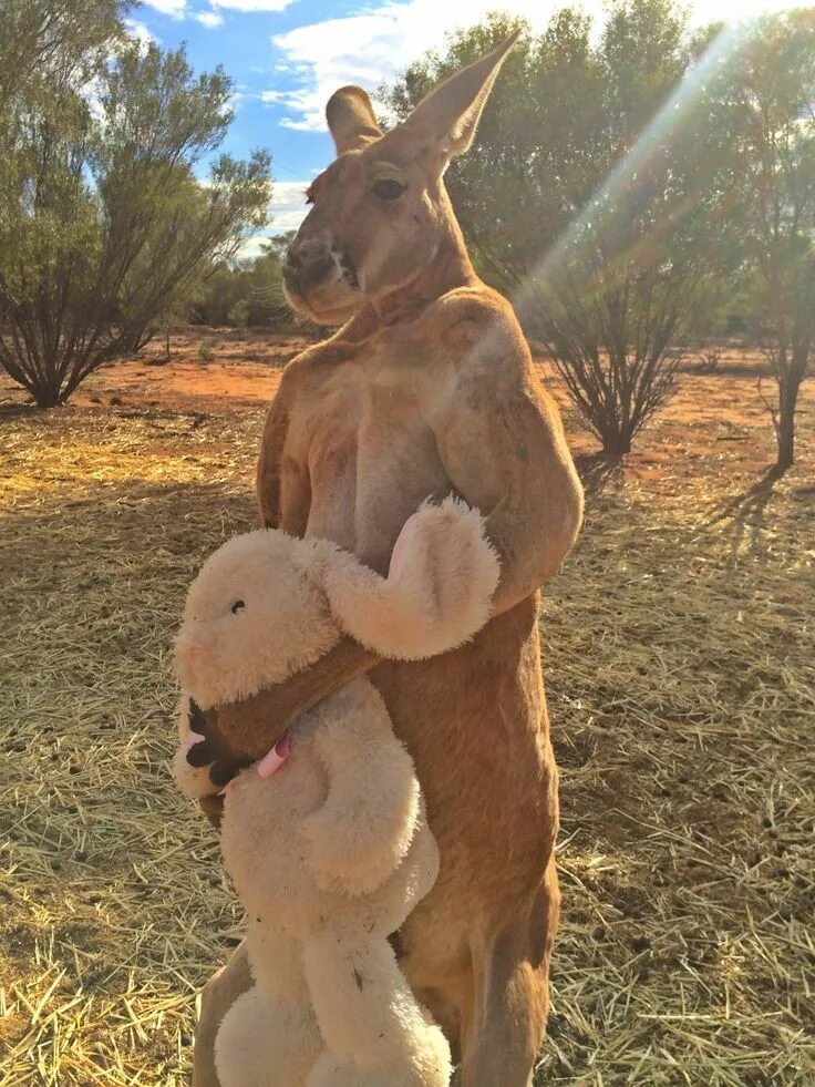 Кенгуру смешные фото ≡ These Amazing Animals Look So Much Like Humans Kangaroo, Cute animals, Funny a