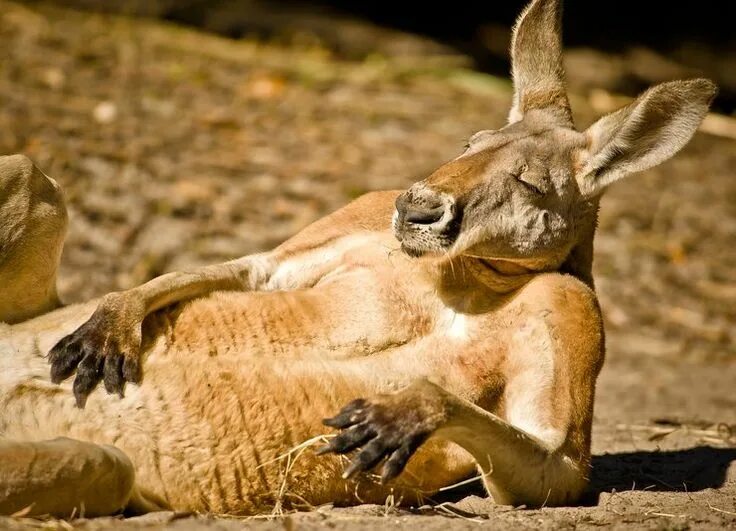 Кенгуру смешные фото chillin' ..... Graham McGeorge/National Geographic Traveler Photo Contest Кенгур