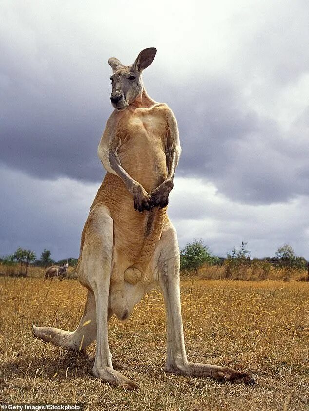 Кенгуру смешные фото Pet kangaroo beat Australian alpaca farmer, 77, to death in first fatal attack s