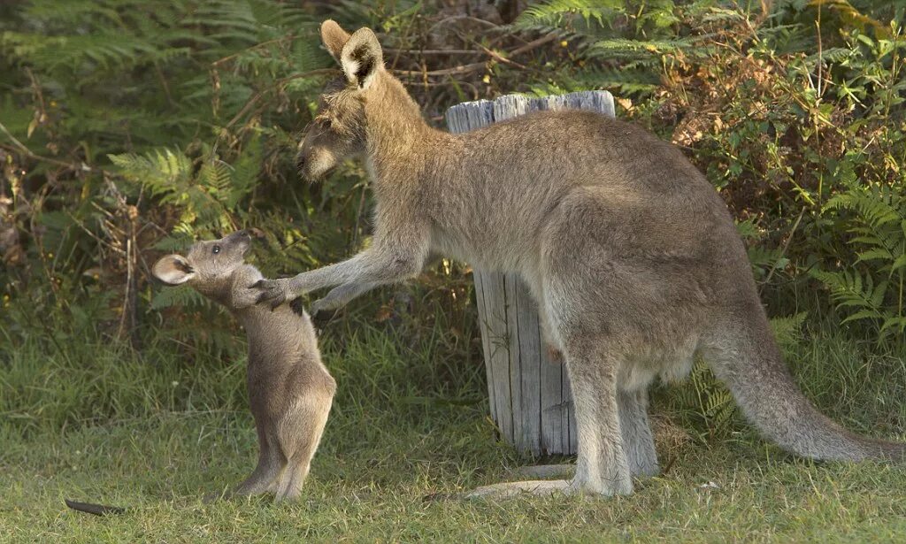 Кенгуру смешные фото Angry mother kangaroo pictured telling off her naughty joey