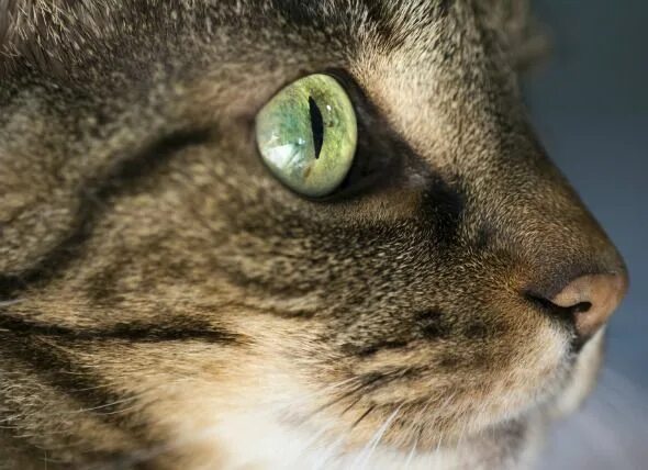 Кератит у кошек фото Corneal Inflammation (Eosinophilic Keratitis) in Cats Cats, Tabby cat, Cat face