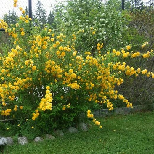 Керия японская фото и описание кустарника Керрия Пленифлора (Pleniflora): купить саженцы в Москве с доставкой почтой по Ро